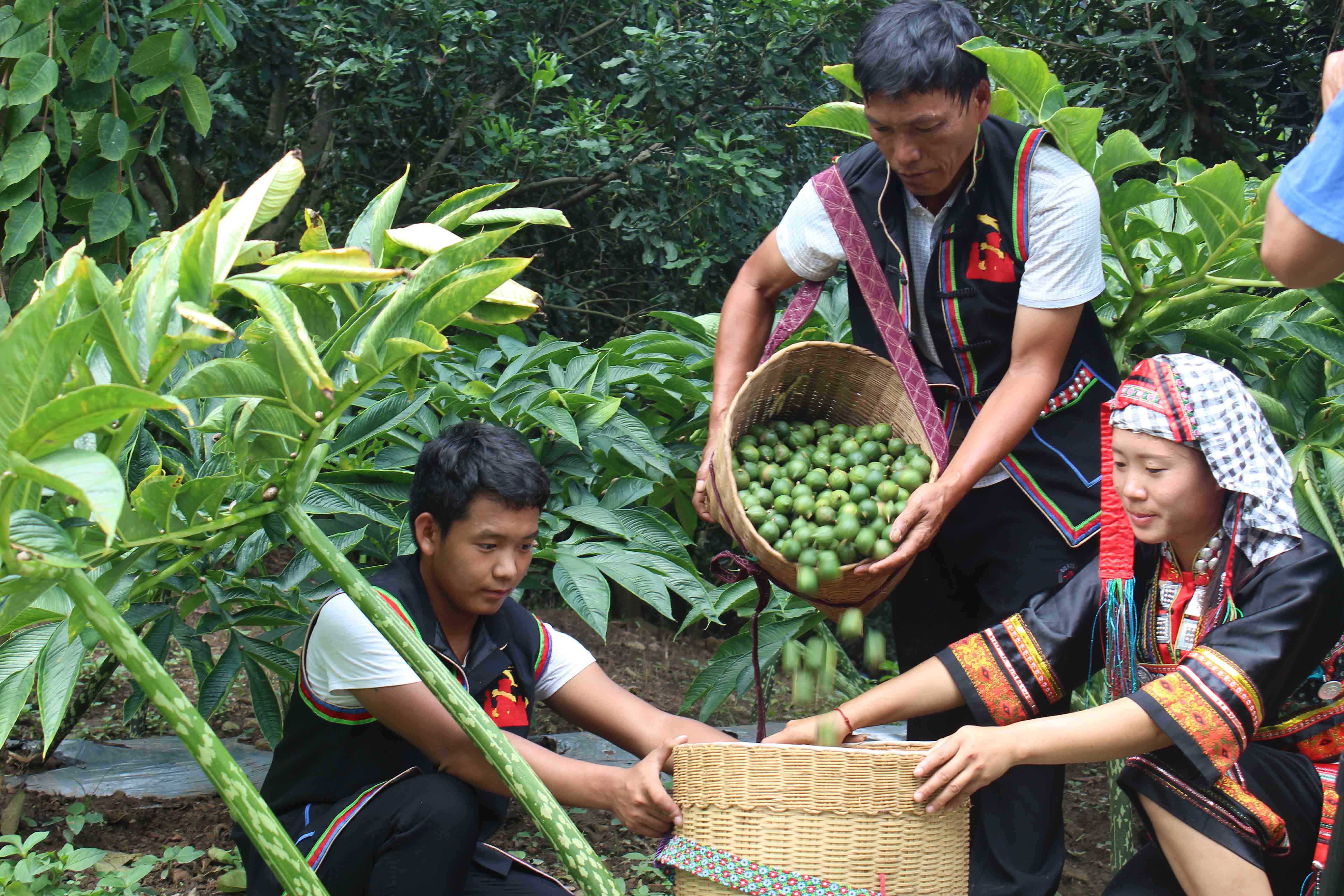 云南打好生态扶贫组合拳云岭增绿群众增收