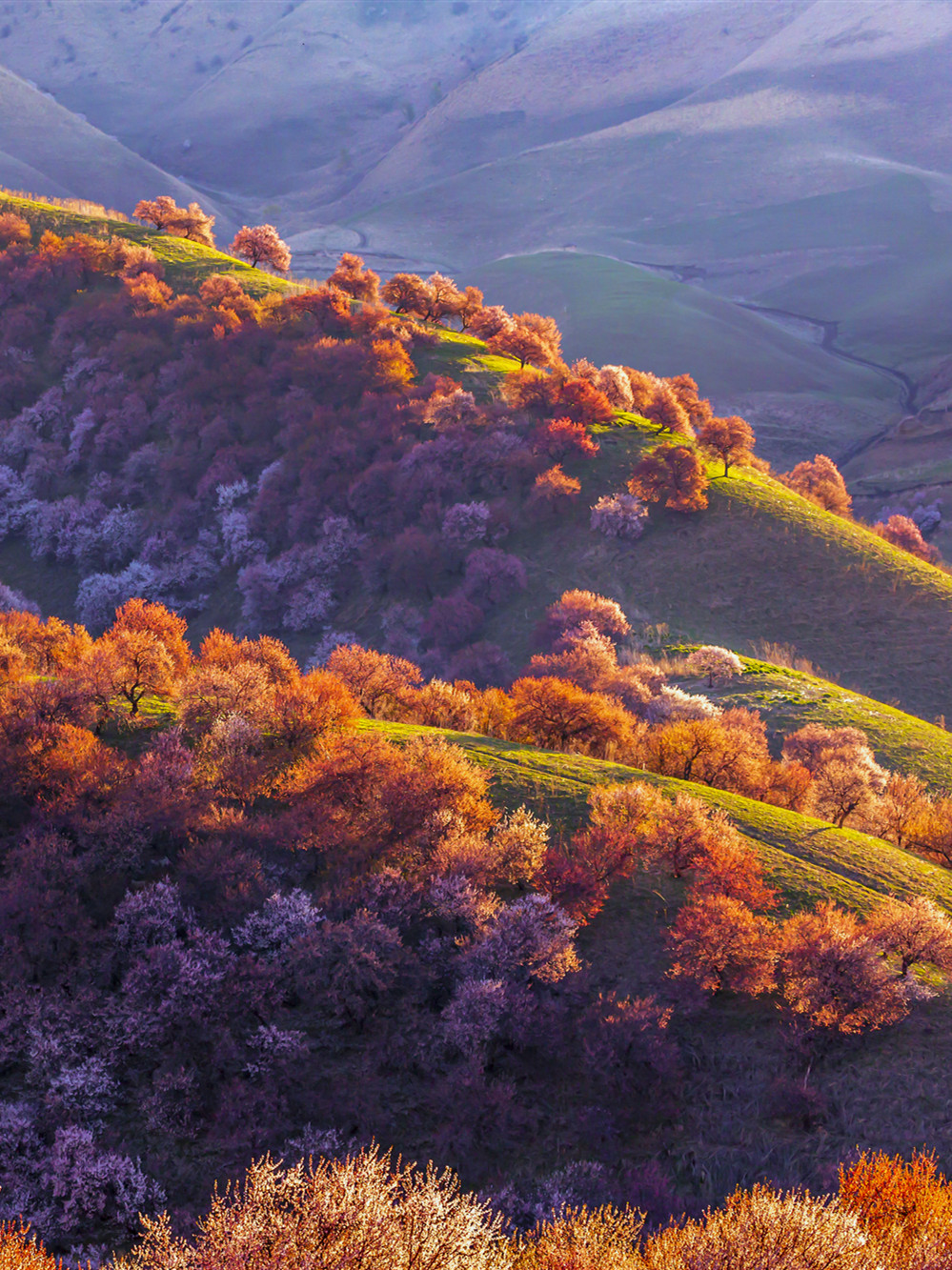 春季赏花图鉴最美樱花教室上线网友 动漫中的场景浮现眼前