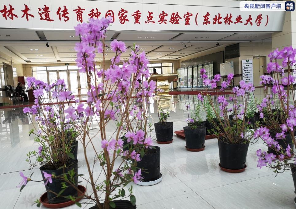 突破无性繁殖技术瓶颈实验室里开出兴安杜鹃花