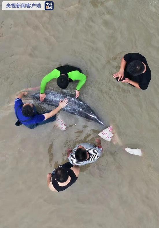 浙江寧海2只擱淺海豚被成功放歸大海