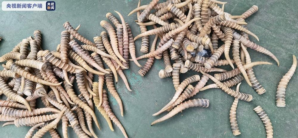 案值296万元!广西查获走私高鼻羚羊角146根,白犀角手镯6个