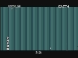 小鸡不好惹第五部 256集