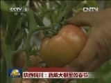 陕西铜川：蔬菜大棚里的春节
