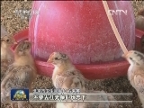 关注人感染H7N9禽流感