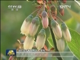 【出彩人生：中国梦·我的梦】罗伟：蓝莓花儿开