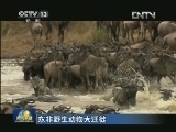 东非野生动物大迁徙 全球自然奇观直播引发关注