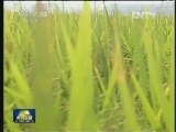 大秋收：粮食主产区应对旱涝保秋收