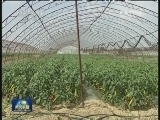 鄂尔多斯：绿色产业助经济转型升级