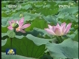 安徽池州：生态立市谋发展