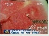 真相调查：被“打针”的西瓜