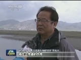 青海湖：候鸟繁殖高峰 湟鱼开始洄游