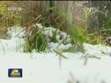 美国纽约州气温骤降迎来降雪