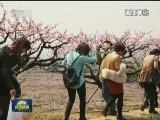 【春季美丽生态】花开正当时 赏花季捧热乡村游