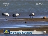 候鸟忙迁徙 生态在变化