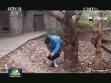 大熊猫可爱视频引爆网络 萌翻观众