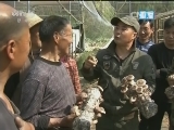 【砥砺奋进的五年】安徽金寨：小香菇撑起脱贫大梦想