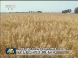 全国夏收大面积开镰