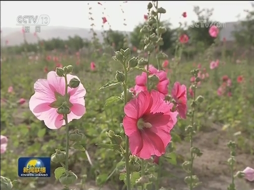 赵乐际在宁夏调研