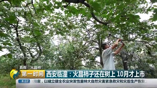 [第一时间]真假“火晶柿” 西安临潼:火晶柿子还在树上 10月才上市CCTV节目官网CCTV2央视网(cctv.com)