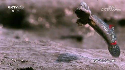 动物世界 淤泥中也能求爱 弹涂鱼让你刮目相看