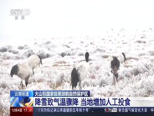 [新闻直播间]云南昭通 大山包国家级黑颈鹤自然保护区 降雪致气温骤降 当地增加人工投食CCTV节目官网CCTV13央视网(cctv.com)