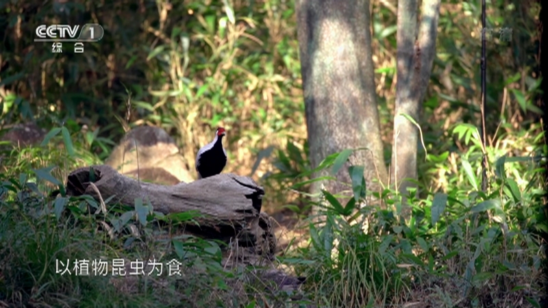 正大综艺 动物来啦 环颈雉是一夫多妻制是真的吗