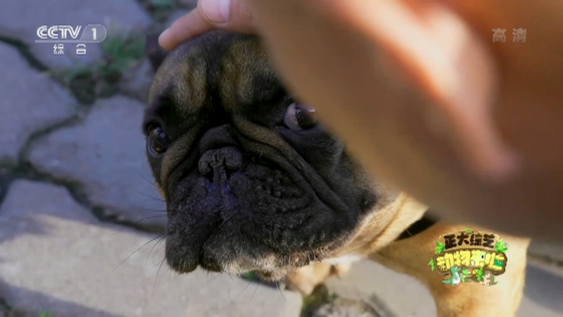 正大综艺 动物来啦 皮肤肺肛囊哪一个不是海龟的呼吸器官
