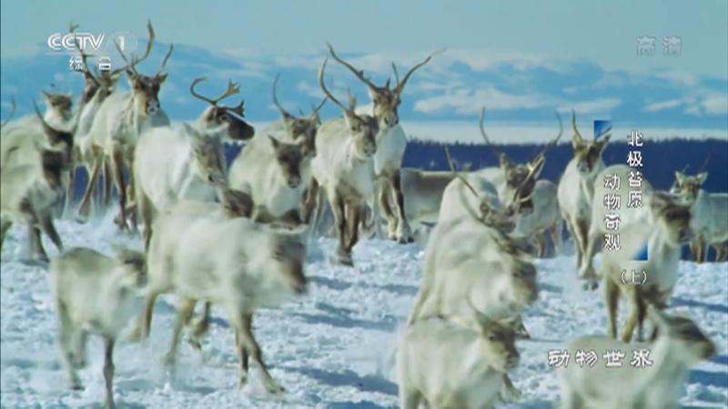 《动物世界》 20220114 北极苔原·动物奇观（上）