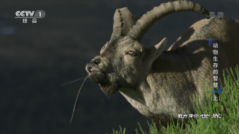 [動物世界]動物們要繁衍後代就要憑實力說話