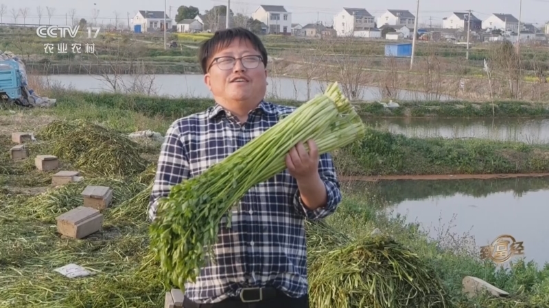 致富经一共多少集(致富经2015全集目录)
