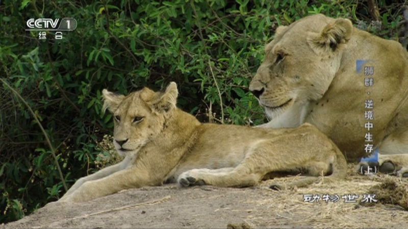 《动物世界》 20220705 狮群·逆境中生存（上）
