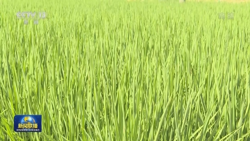 【在希望的田野上】晚稻栽插过八成 播种质量提升
