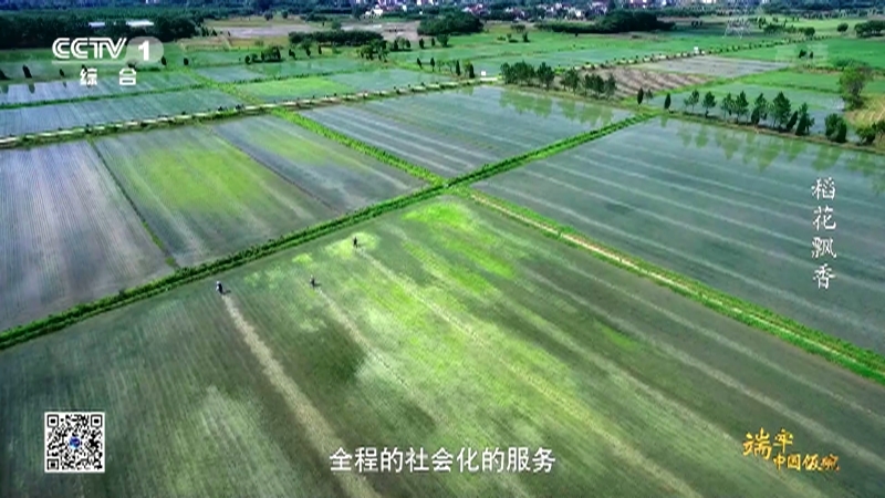 《端牢中国饭碗》 第5集 稻花飘香