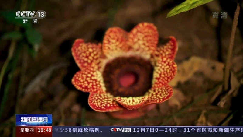 新闻直播间 多样的生物多样的精彩寄生花 与濒危植物再结 今生缘