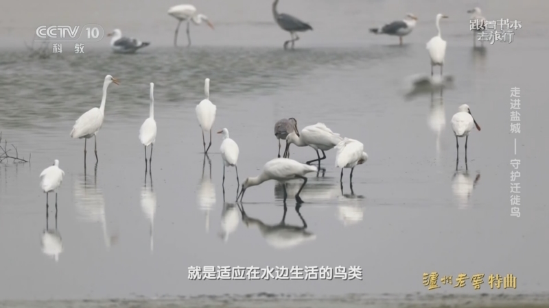《跟着书本去旅行》 20221215 走进盐城——守护迁徙鸟