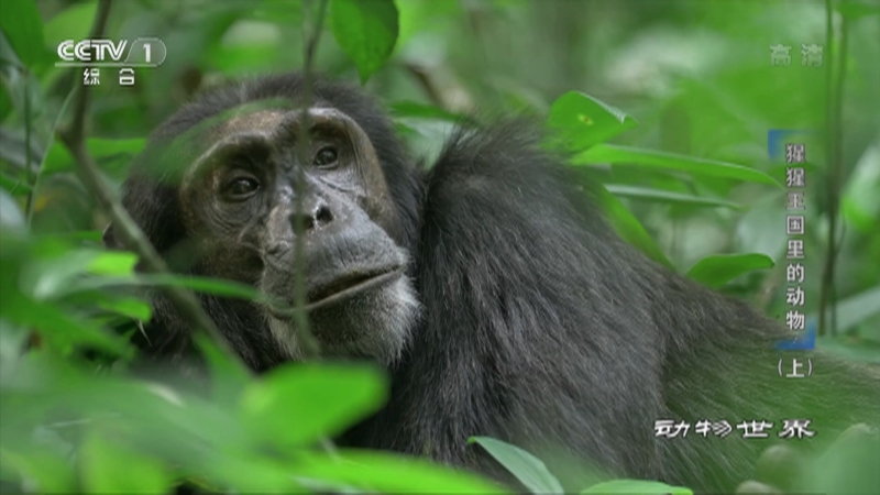 《动物世界》 20221217 猩猩王国里的动物（上）