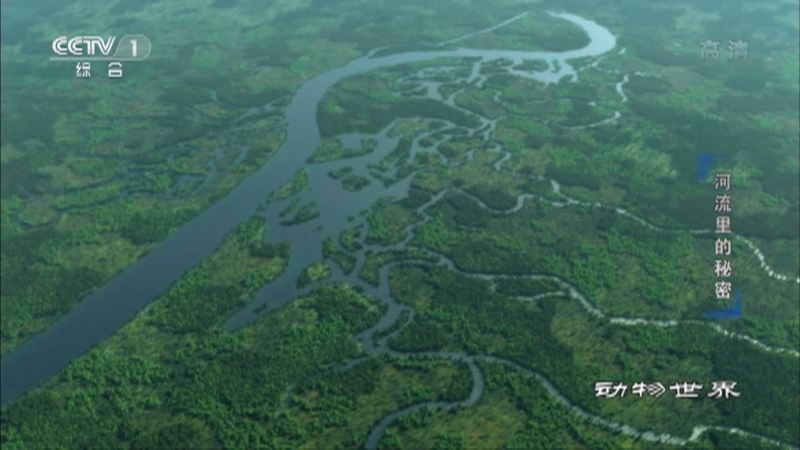 《动物世界》 20221227 河流里的秘密