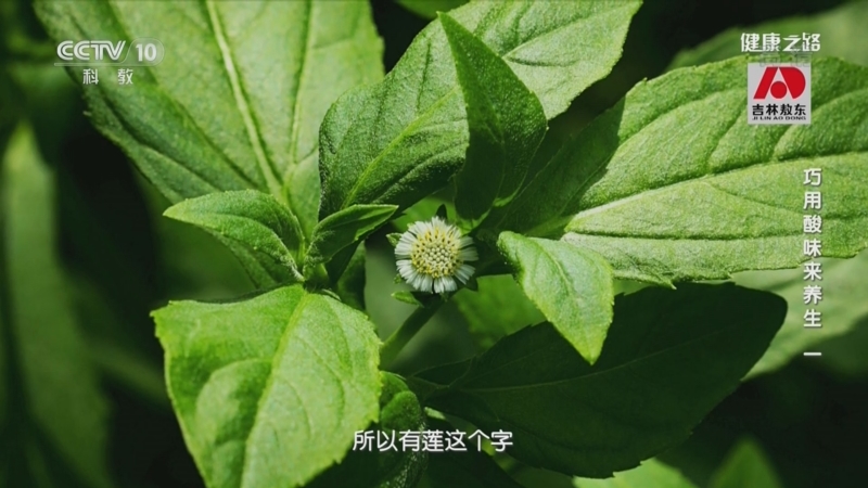 [健康之路]巧用酸味来养生（一） 墨旱莲 又名“乌发草”