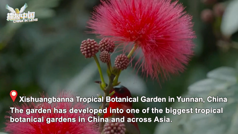 Xishuangbanna Tropical Botanical Garden shows vigorous scenery
