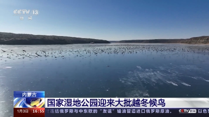 [新闻直播间]内蒙古 国家湿地公园迎来大批越冬候鸟