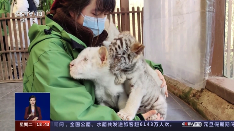 [共同关注]瑞雪扮靓新年·江苏南通 “雪虎宝宝”亮相 动物园发起在线征名