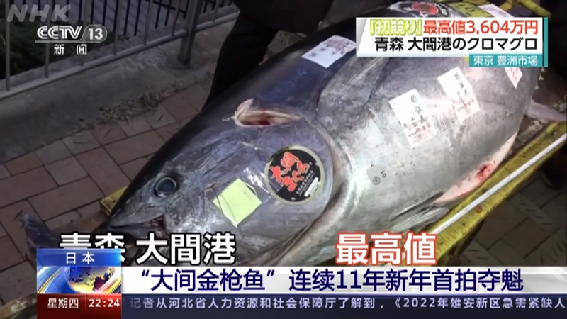 [国际时讯]日本 “大间金枪鱼”连续11年新年首拍夺魁