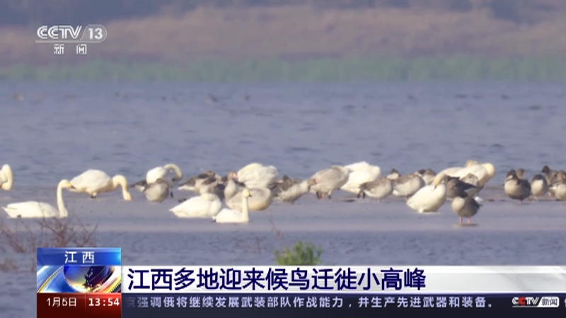 [新闻直播间]江西 江西多地迎来候鸟迁徙小高峰