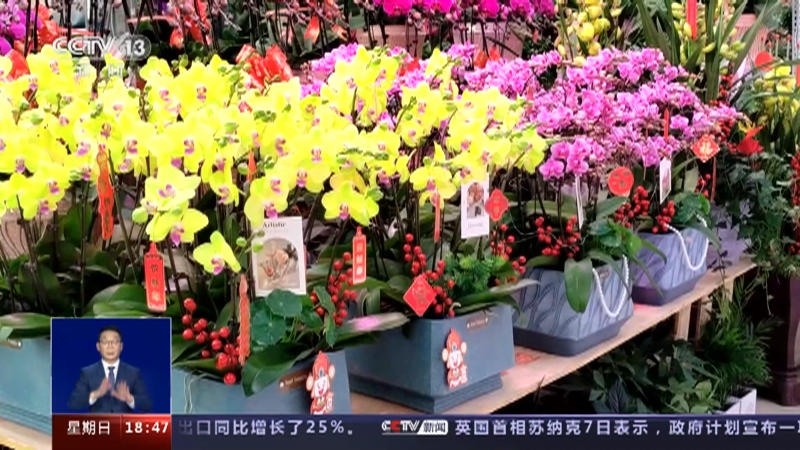 [共同关注]烟火升腾人间安暖 张灯结彩年味渐浓·河南郑州 节日花卉走俏 多举措促销售