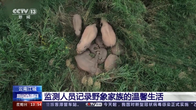 [新闻直播间]云南江城 监测人员记录野象家族的温馨生活