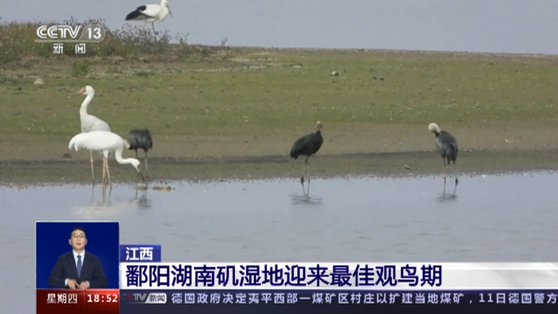 [共同关注]江西 鄱阳湖南矶湿地迎来最佳观鸟期