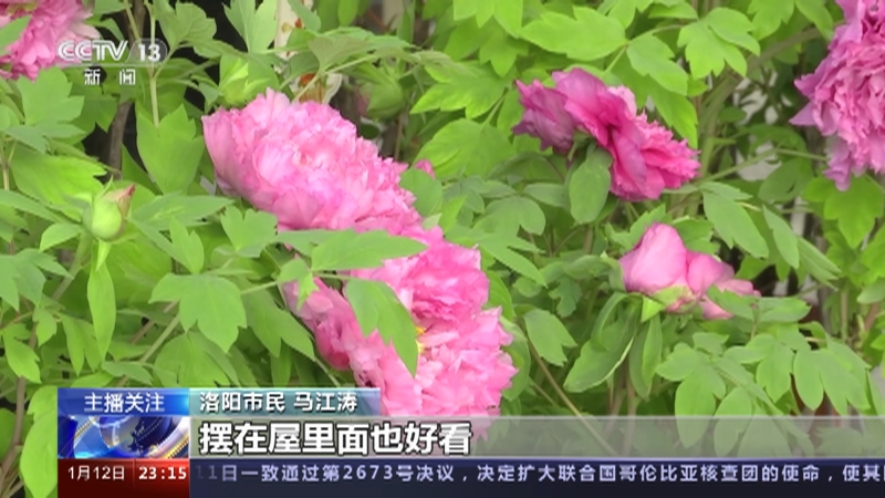 [24小时]春节临近 年味渐浓 年宵花品种丰富 市民采购喜迎春节