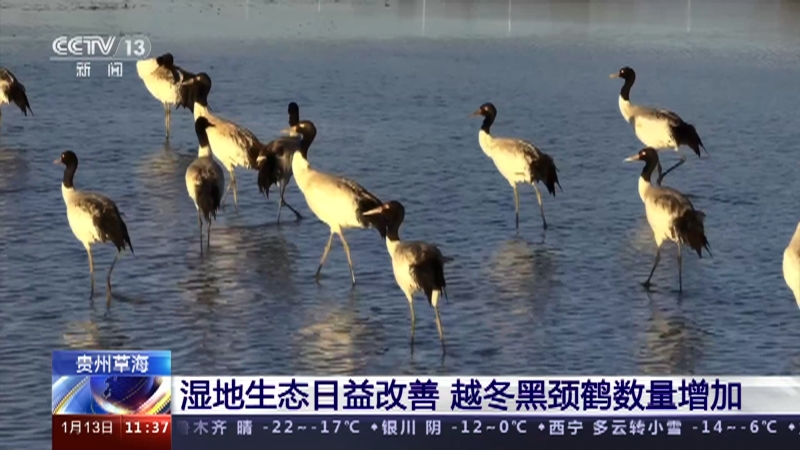[新闻直播间]贵州草海 湿地生态日益改善 越冬黑颈鹤数量增加