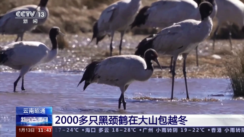 [新闻直播间]云南昭通 2000多只黑颈鹤在大山包越冬