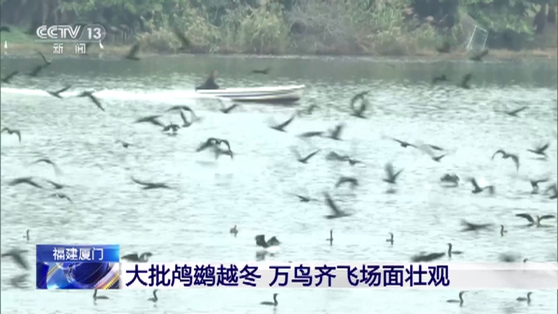 [新闻直播间]福建厦门 大批鸬鹚越冬 万鸟齐飞场面壮观